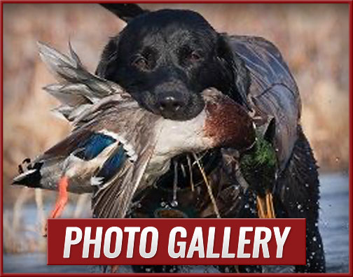 The Goose Guys - The best waterfowl hunting guide services in