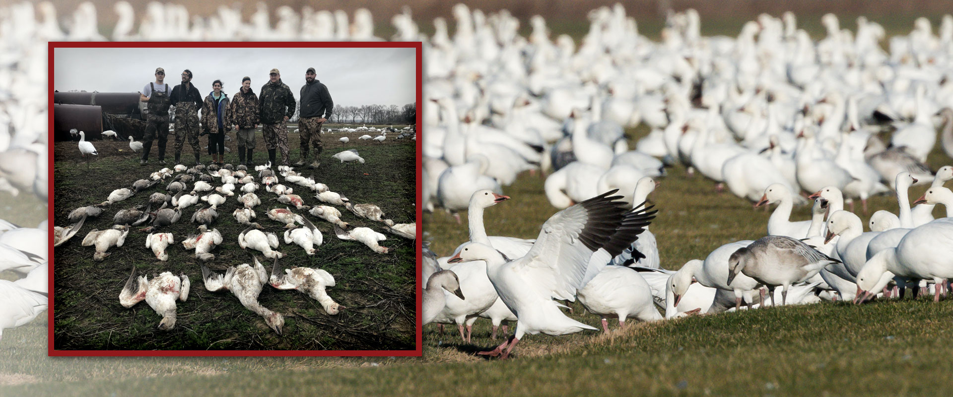 The Goose Guys - The best waterfowl hunting guide services in