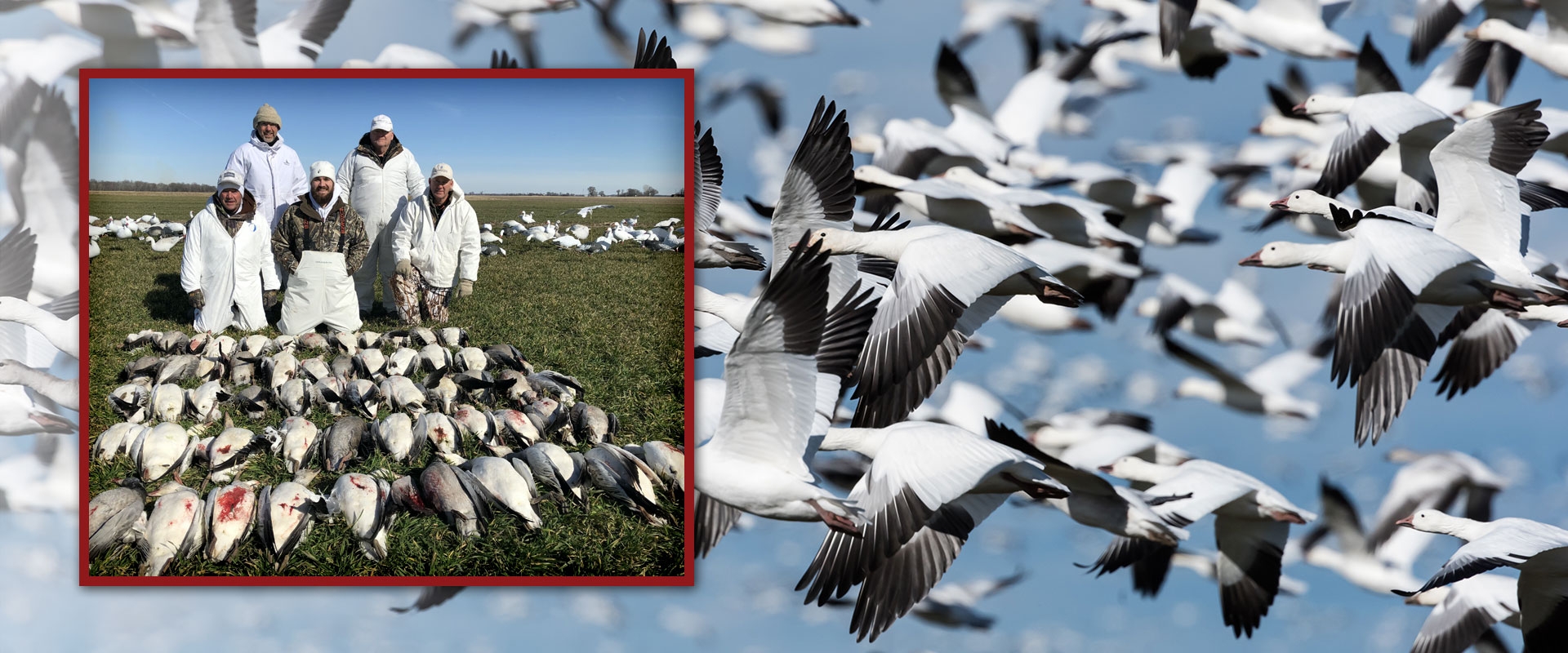 The Goose Guys - The best waterfowl hunting guide services in