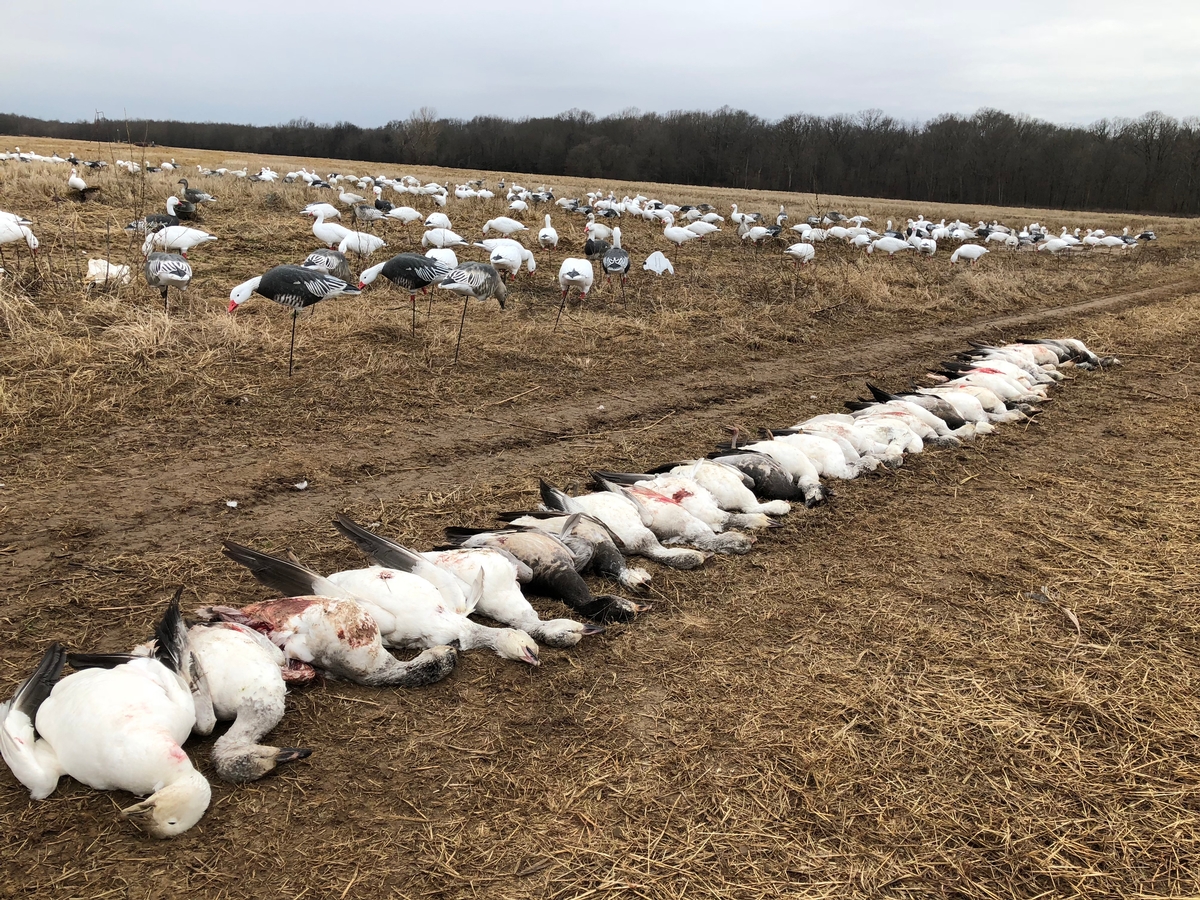 Fall Snow Goose License & Seasons SD