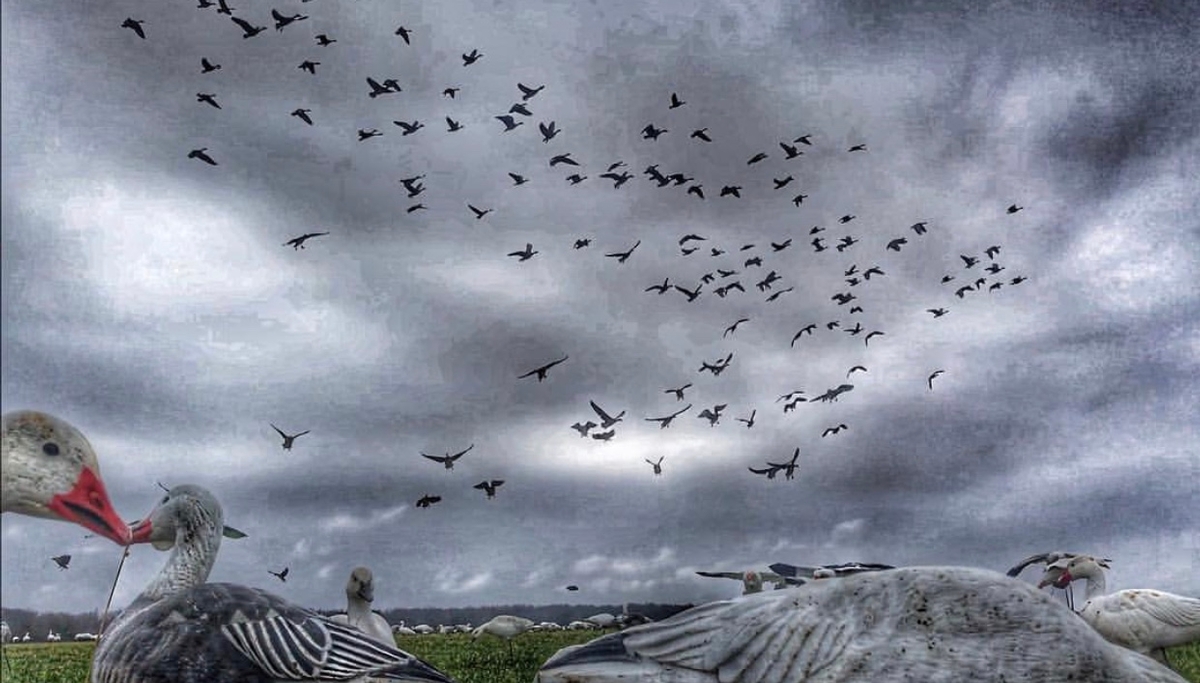 South Dakota is home to largest goose producer in the U.S.